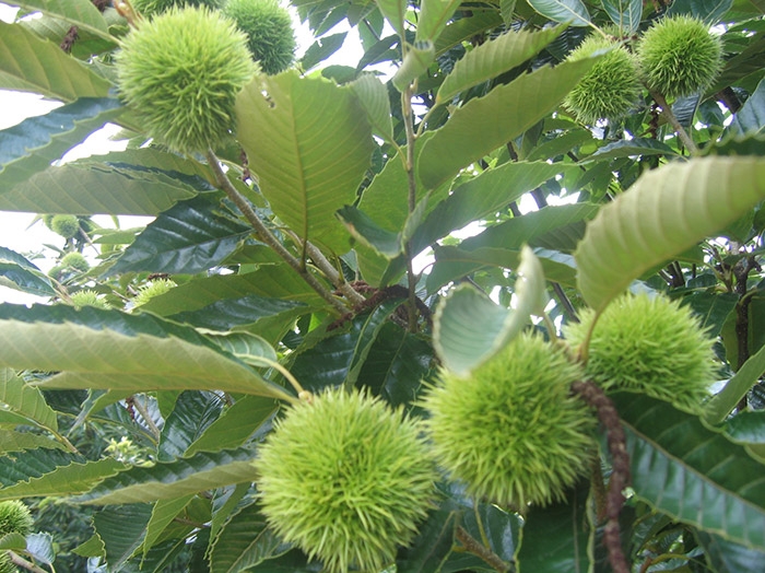 種植基地