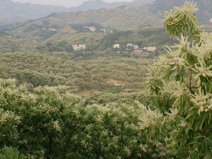 種植基地