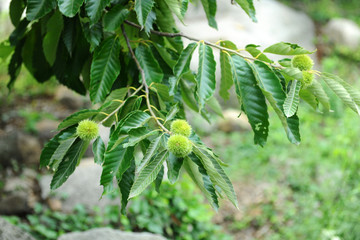 羅田板栗哪家好